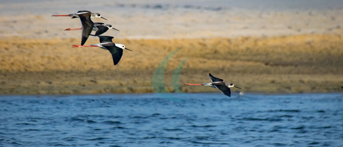 Wild lebende Stelzenläufer (Himantopus himantopus) im Flug in Sal Rei, Boa Vista, Kap Verde