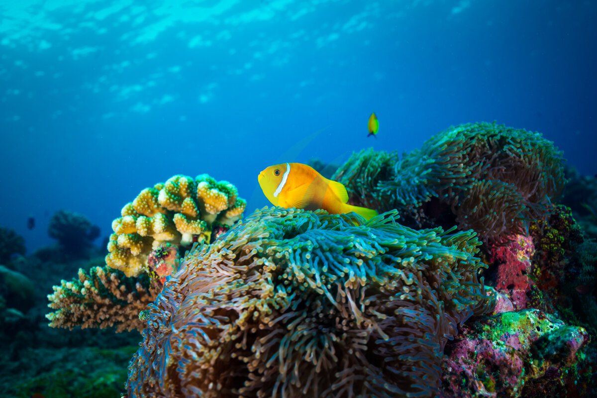 Clown fisch