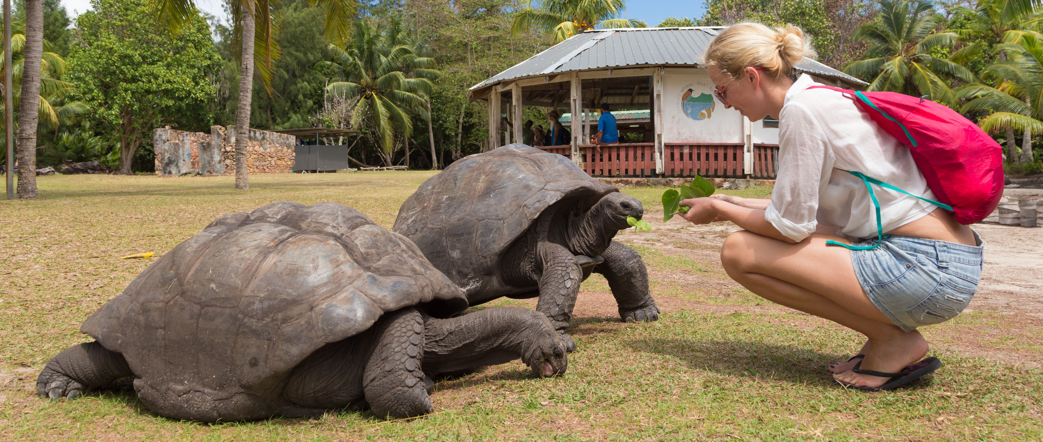 Schildr&ouml;ten Farm, Curieuse/Seychellen / Adobe Stock - kasto